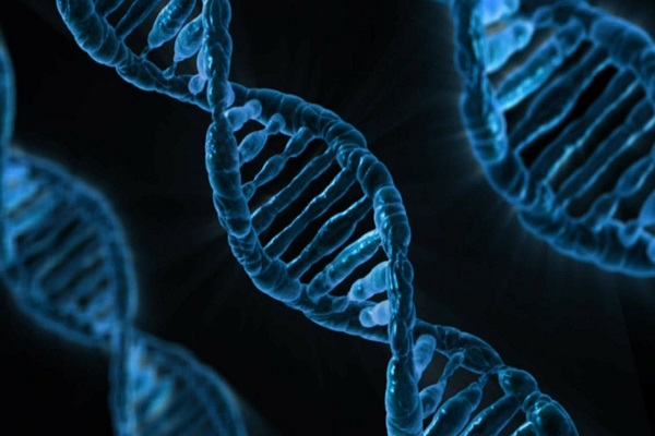 El secreto de la longevidad de la rata topo desnuda sería una reparación mejorada del ADN