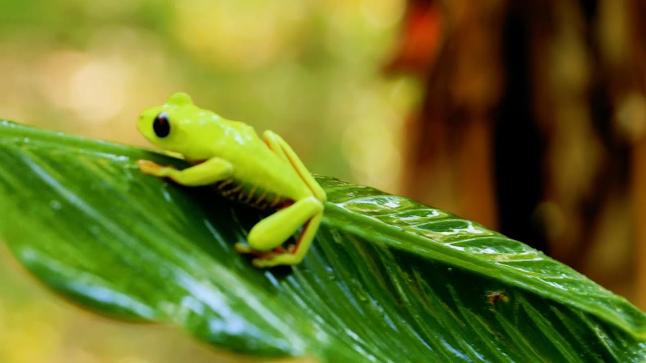 Un documental narra la riqueza biológica de Panamá, de una 