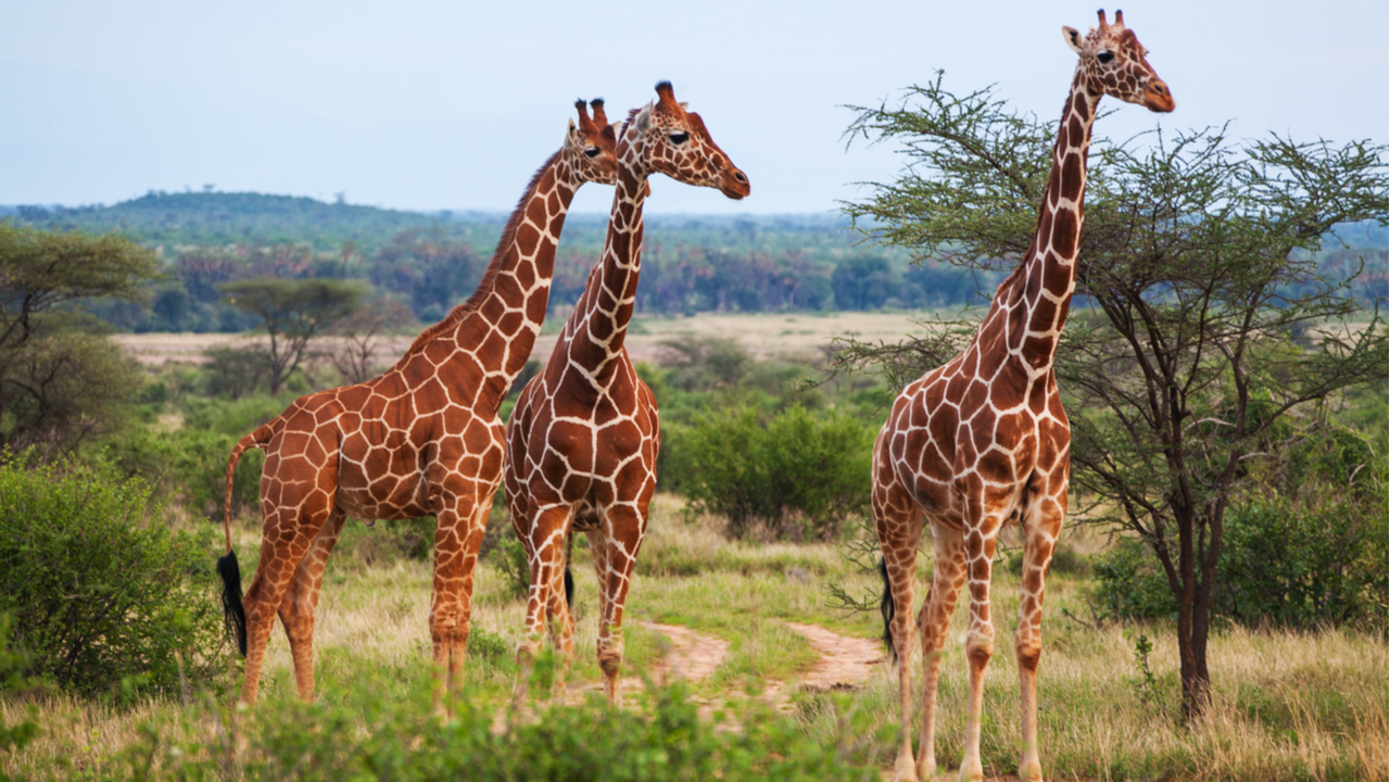Trasladan a catorce jirafas de Namibia a Angola para enriquecer su biodiversidad