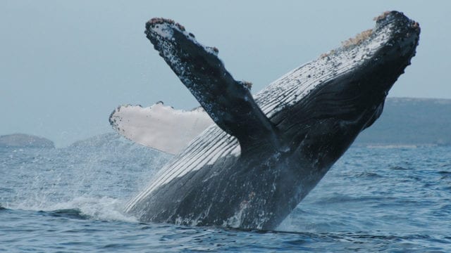Las ballenas cambian el canto por la lucha para competir por el amor