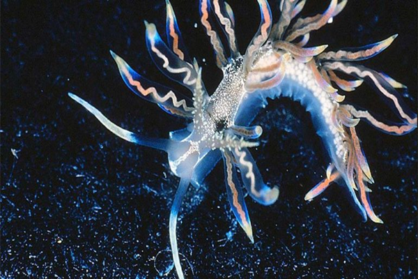 Describen nuevas especies de insectos acuáticos de las selvas prehistóricas de Australia