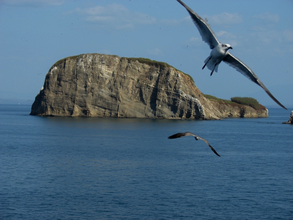 Las especies de pájaros que viven en islas tienen cerebros más grandes