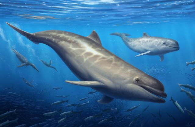 La ballena dentada primitiva que habitó en el océano Pacífico hace 28 millones de años