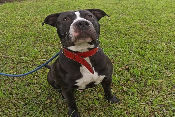 Negrito busca hogar: No compre una mascota, adopte
