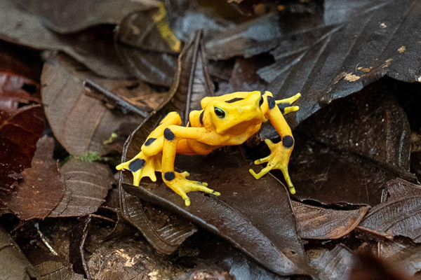 La rana dorada de Panamá, casi extinta por un hongo, vuelve a la naturaleza