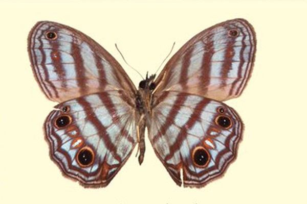 Describen una nueva especie de mariposa en la Amazonía ecuatoriana